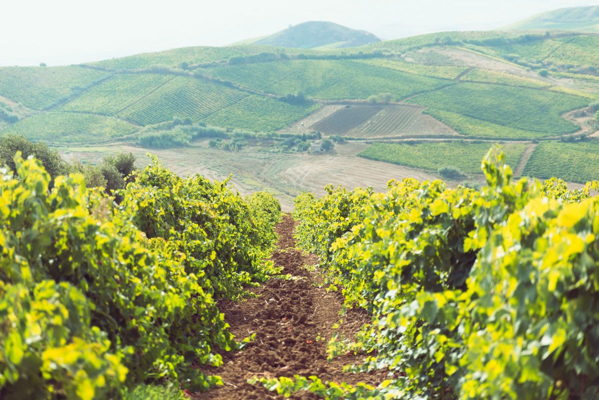 Tonnino Winery
