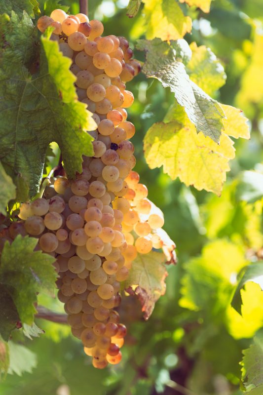 Tonnino Winery