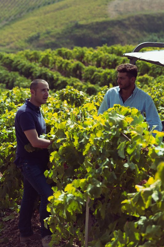 Tonnino Winery